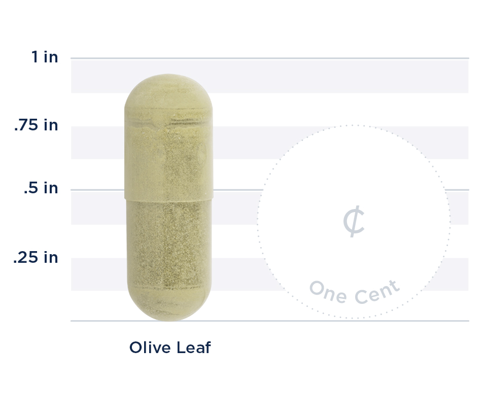 Olive Leaf